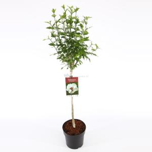 Hibiscus struik Speciosus op stam - Stam 60 cm - 9 stuks