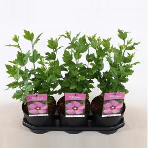 Hibiscus struik Woodbridge - 40 cm - 3 stuks