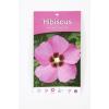 Hibiscus struik Woodbridge