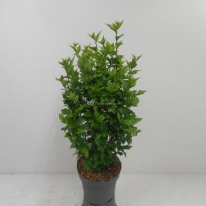 Hibiscus struik Woodbridge - 80 cm - 4 stuks