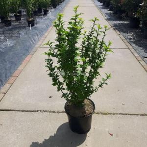 Hibiscus struik Woodbridge - 80 - 100 cm - 5 stuks
