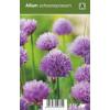 Bieslook (allium schoenoprasum) kruiden