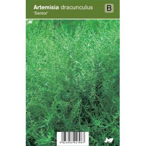 Franse dragon (artemisia dracunculus "Senior") kruiden