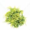 Schijncipres (Chamaecyparis lawsoniana "Sunkist") conifeer