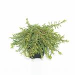 Jeneverbes (Juniperus communis "Green Carpet") conifeer