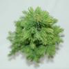 Spar (Picea glauca "Conica") conifeer