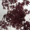 Japanse esdoorn (Acer palmatum "Bloodgood") heester