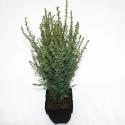 Jeneverbes (Juniperus communis "Arnold") conifeer