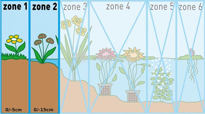 Leids plantje (Saururus cernuus) moerasplant (6-stuks)