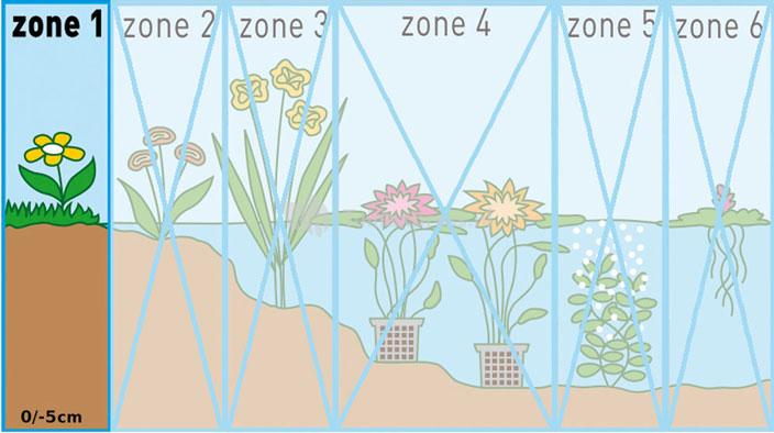 Echte valeriaan (Valeriana officinalis) moerasplant (6-stuks)