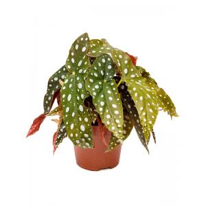 Begonia maculata stippenplant S kamerplant