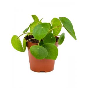 Pilea peperomioides pannenkoekenplant S kamerplant