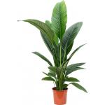 Lepelplant Spathiphyllum sensation S kamerplant