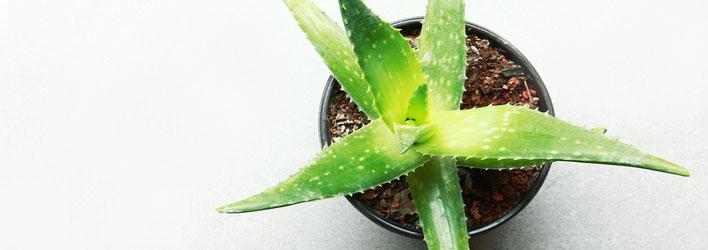 Kamerplanten - Kamerplanten soorten - Aloe