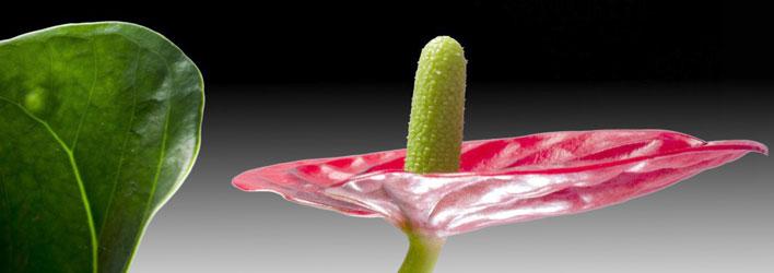 Kamerplanten - Kamerplanten soorten - Anthurium