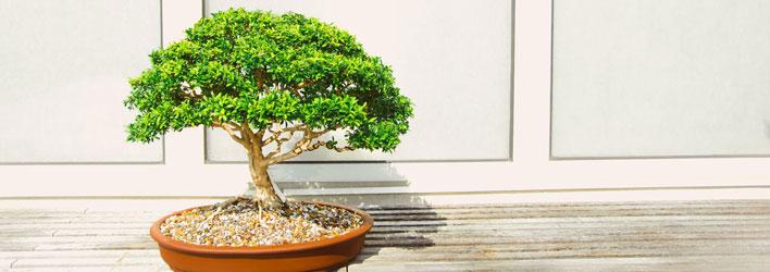 Kamerplanten - Kamerplanten soorten - Bonsai