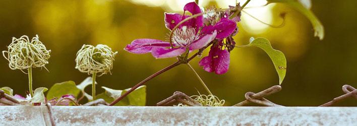 Tuinplanten - Klimplanten - Clematis