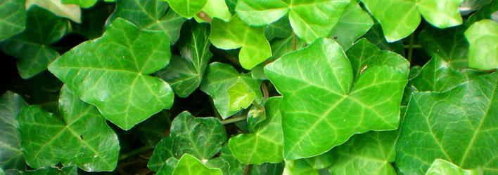 Tuinplanten - Klimplanten - Hedera