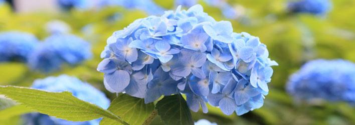 Tuinplanten - Heesters - Hortensia