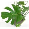 Monstera pertusem M gatenplant hydrocultuur plant