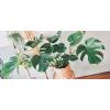 Monstera pertusem S gatenplant hydrocultuur plant