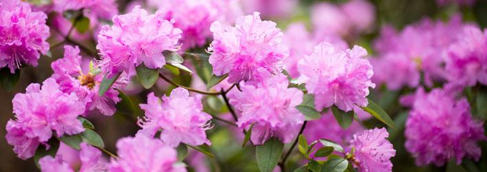 Tuinplanten - Heesters - Rododendron