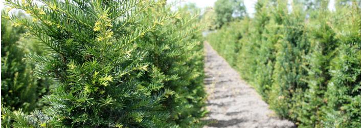 Tuinplanten - Heesters - Taxus