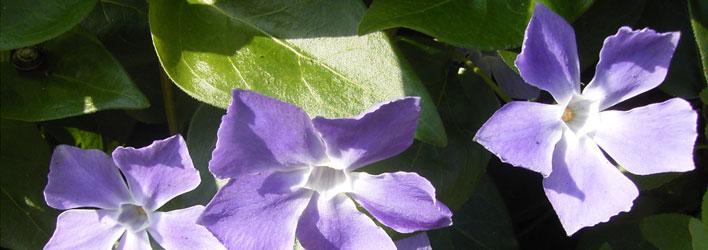 Tuinplanten - Vaste planten