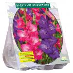 Baltus Gladiolus Bridesmaids Mix gladiolen bloembollen per 15 stuks