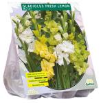 Baltus Gladiolus Fresh Lemon gladiolen bloembollen per 15 stuks