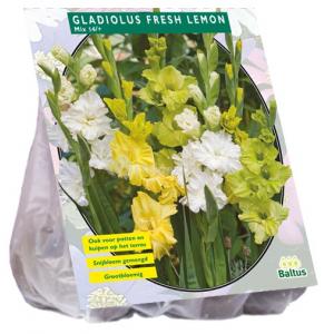 Baltus Gladiolus Fresh Lemon gladiolen bloembollen per 15 stuks