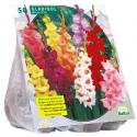 Baltus Gladiolus Gemengd gladiolen bloembollen per 50 stuks