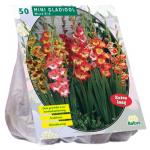 Baltus Gladiolus Miniatuur Gemengd gladiolen bloembollen per 50 stuks