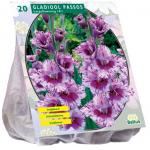 Baltus Gladiolus Passos gladiolen bloembollen per 20 stuks