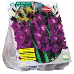 Baltus Gladiolus Plumtart gladiolen bloembollen per 25 stuks