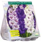 Baltus Gladiolus Purple and White Stars gladiolen bloembollen per 15 stuks