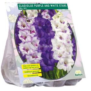 Baltus Gladiolus Purple and White Stars gladiolen bloembollen per 15 stuks