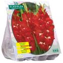 Baltus Gladiolus Traderhorn gladiolen bloembollen per 25 stuks