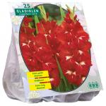 Baltus Gladiolus Traderhorn gladiolen bloembollen per 25 stuks