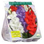 Baltus Gladiolus United States Mix gladiolen bloembollen per 15 stuks