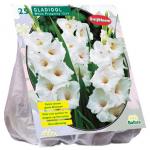 Baltus Gladiolus White Prosperity gladiolen bloembollen per 25 stuks