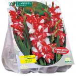 Baltus Gladiolus Zizanie gladiolen bloembollen per 25 stuks