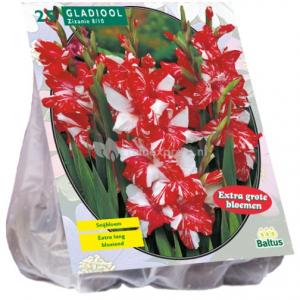 Baltus Gladiolus Zizanie gladiolen bloembollen per 25 stuks