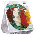 Baltus Alcea stokroos mix bloembollen per 10 stuks