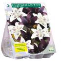 Baltus Lilium Black and White Lelie bloembollen per 3 stuks