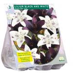 Baltus Lilium Black and White Lelie bloembollen per 3 stuks