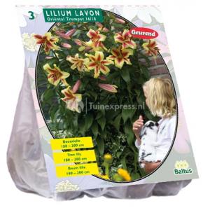 Baltus Lilium Lavon Lelie bloembollen per 3 stuks