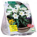 Baltus Lilium Longiflorum Lelie bloembollen per 5 stuks