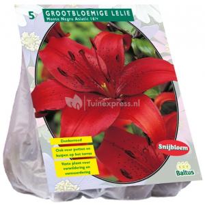 Baltus Lilium Monte Negro Lelie bloembollen per 5 stuks