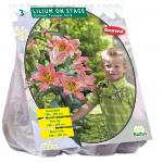 Baltus Lilium On Stage Lelie bloembollen per 3 stuks